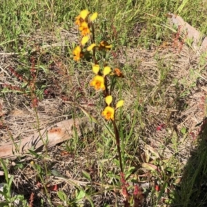 Diuris semilunulata at Stromlo, ACT - suppressed