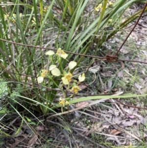 Diuris nigromontana at Molonglo Valley, ACT - suppressed