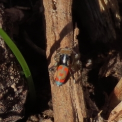 Maratus pavonis (Dunn's peacock spider) at Theodore, ACT - 31 Oct 2021 by owenh
