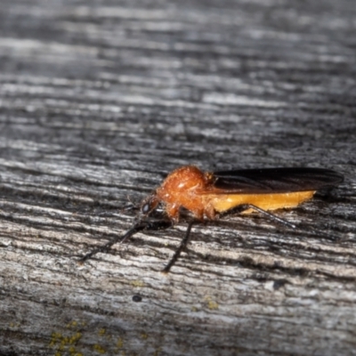 Bibio imitator (Garden maggot) at ANBG - 31 Oct 2021 by Roger