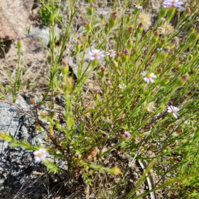 Vittadinia cuneata (Fuzzweed, New Holland Daisy) at Wanniassa Hill - 1 Nov 2021 by Mike