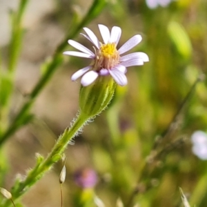 Vittadinia cuneata at Fadden, ACT - 1 Nov 2021