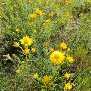 Xerochrysum viscosum at Fadden, ACT - 1 Nov 2021