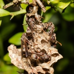 Ropalidia plebeiana (Small brown paper wasp) at ANBG - 31 Oct 2021 by Roger