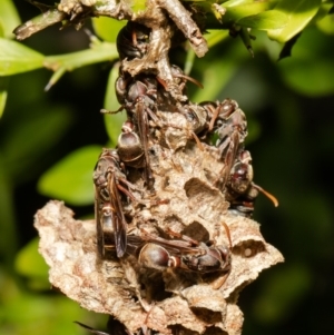 Ropalidia plebeiana at Acton, ACT - 1 Nov 2021