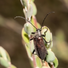 Homotrysis cisteloides at Molonglo Valley, ACT - 1 Nov 2021 10:31 AM