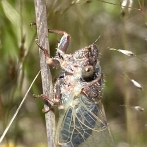 Atrapsalta furcilla at Symonston, ACT - 1 Nov 2021