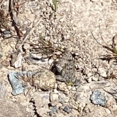 Lucia limbaria (Chequered Copper) at Mount Mugga Mugga - 1 Nov 2021 by RAllen