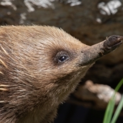 Tachyglossus aculeatus (Short-beaked Echidna) at Old Adaminaby, NSW - 30 Oct 2021 by rawshorty