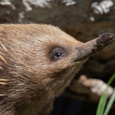 Tachyglossus aculeatus (Short-beaked Echidna) at Old Adaminaby, NSW - 29 Oct 2021 by rawshorty