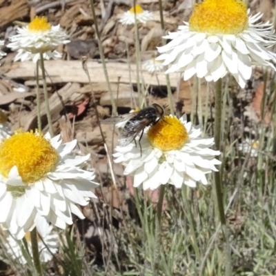 Dasybasis sp. (genus) (A march fly) at Molonglo Valley, ACT - 31 Oct 2021 by AndyRussell