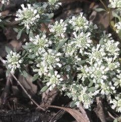 Poranthera microphylla (Small Poranthera) at Bungonia, NSW - 30 Oct 2021 by Tapirlord