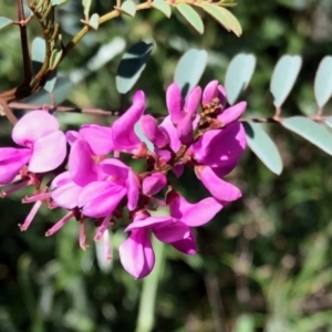 Indigofera australis subsp. australis at Rendezvous Creek, ACT - 30 Oct 2021 02:18 PM