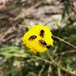 Atoichus bicolor at Rendezvous Creek, ACT - 30 Oct 2021 12:21 PM