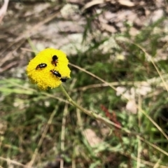 Atoichus bicolor at Rendezvous Creek, ACT - 30 Oct 2021 12:21 PM