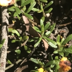 Pultenaea subspicata (Low Bush-pea) at Bungonia, NSW - 30 Oct 2021 by Tapirlord