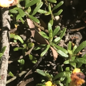 Pultenaea microphylla at Bungonia, NSW - 31 Oct 2021