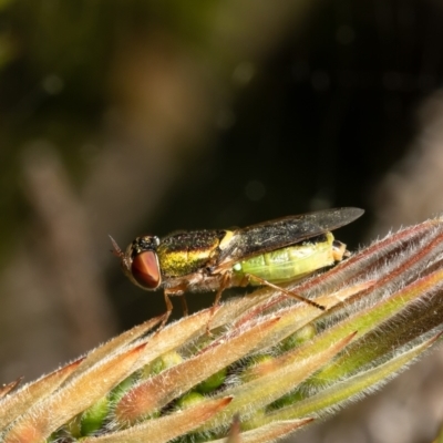Odontomyia decipiens (Green Soldier Fly) at Macgregor, ACT - 1 Nov 2021 by Roger