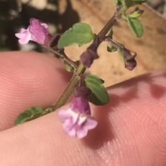 Scutellaria humilis (Dwarf Skullcap) at Bungonia, NSW - 30 Oct 2021 by Tapirlord