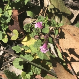 Scutellaria humilis at Bungonia, NSW - 31 Oct 2021