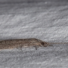 Leptoceridae sp. (family) at Macgregor, ACT - 1 Nov 2021