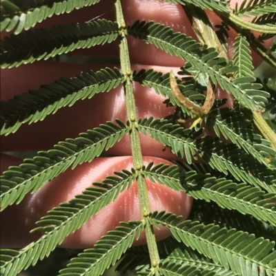 Acacia parramattensis (Parramatta Green Wattle) at Bungonia, NSW - 31 Oct 2021 by Tapirlord