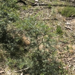 Acacia parramattensis at Bungonia, NSW - 31 Oct 2021