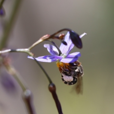 Lipotriches sp. (genus) (Halictid bee) at Googong, NSW - 1 Nov 2021 by cherylhodges