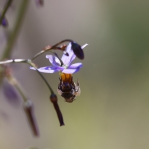 Lipotriches sp. (genus) at Googong, NSW - 1 Nov 2021