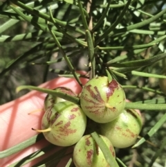 Persoonia linearis (Narrow-leaved Geebung) at Bungonia, NSW - 30 Oct 2021 by Tapirlord