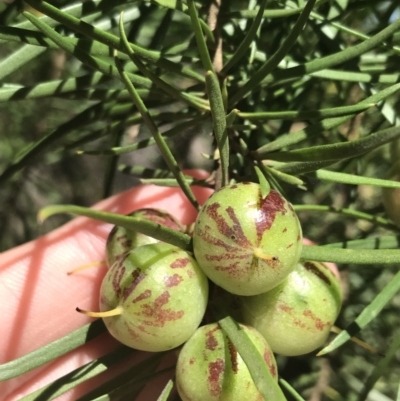 Persoonia linearis (Narrow-leaved Geebung) at Bungonia National Park - 31 Oct 2021 by Tapirlord
