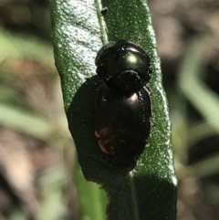 Callidemum hypochalceum (Hop-bush leaf beetle) at Bungonia, NSW - 31 Oct 2021 by Tapirlord