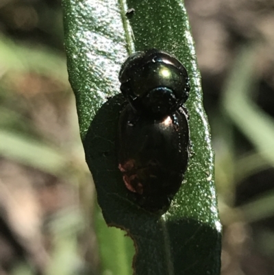 Callidemum hypochalceum (Hop-bush leaf beetle) at Bungonia, NSW - 30 Oct 2021 by Tapirlord