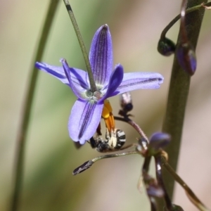 Lipotriches sp. (genus) at Googong, NSW - 1 Nov 2021