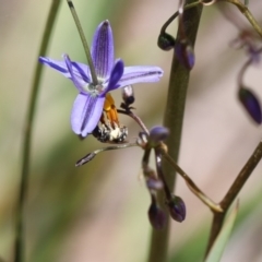 Lipotriches sp. (genus) at Googong, NSW - 1 Nov 2021