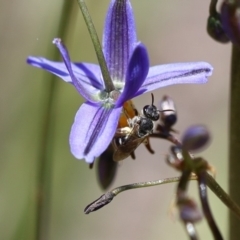 Lipotriches sp. (genus) at Googong, NSW - 1 Nov 2021