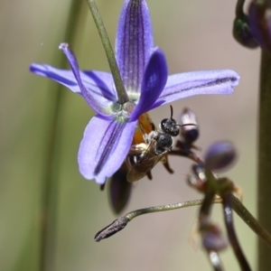 Lipotriches sp. (genus) at Googong, NSW - 1 Nov 2021