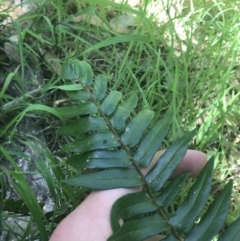 Pellaea falcata (Sickle Fern) at Bungonia, NSW - 30 Oct 2021 by Tapirlord