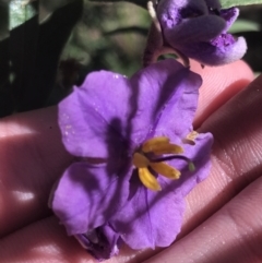 Solanum celatum at Bungonia National Park - 31 Oct 2021 by Tapirlord