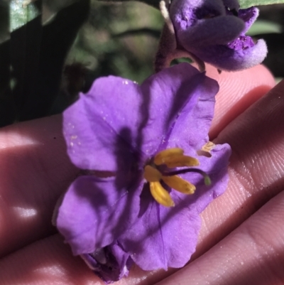 Solanum celatum at Bungonia National Park - 31 Oct 2021 by Tapirlord