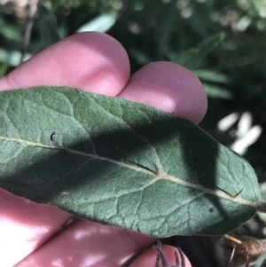 Solanum celatum at Bungonia, NSW - 31 Oct 2021