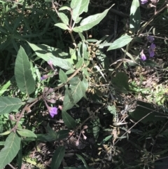 Solanum celatum at Bungonia, NSW - 31 Oct 2021