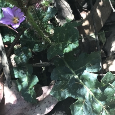 Solanum prinophyllum (Forest Nightshade) at Bungonia National Park - 31 Oct 2021 by Tapirlord