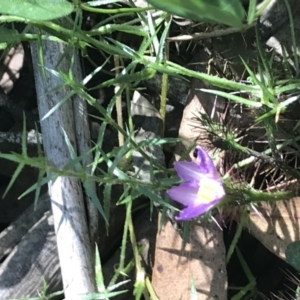 Solanum prinophyllum at Bungonia, NSW - 31 Oct 2021