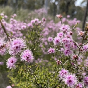 Kunzea parvifolia at Stromlo, ACT - 1 Nov 2021