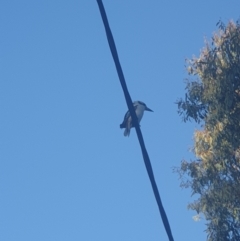 Dacelo novaeguineae (Laughing Kookaburra) at Queanbeyan East, NSW - 31 Oct 2021 by Swanwatcher28
