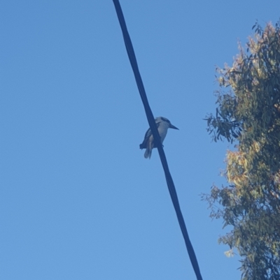 Dacelo novaeguineae (Laughing Kookaburra) at Queanbeyan East, NSW - 31 Oct 2021 by Swanwatcher_28