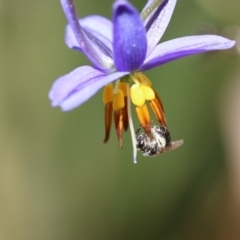 Unidentified Bee (Hymenoptera, Apiformes) at Googong, NSW - 1 Nov 2021 by cherylhodges