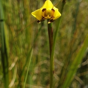 Diuris sulphurea at Paddys River, ACT - suppressed