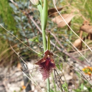 Calochilus platychilus at Paddys River, ACT - suppressed